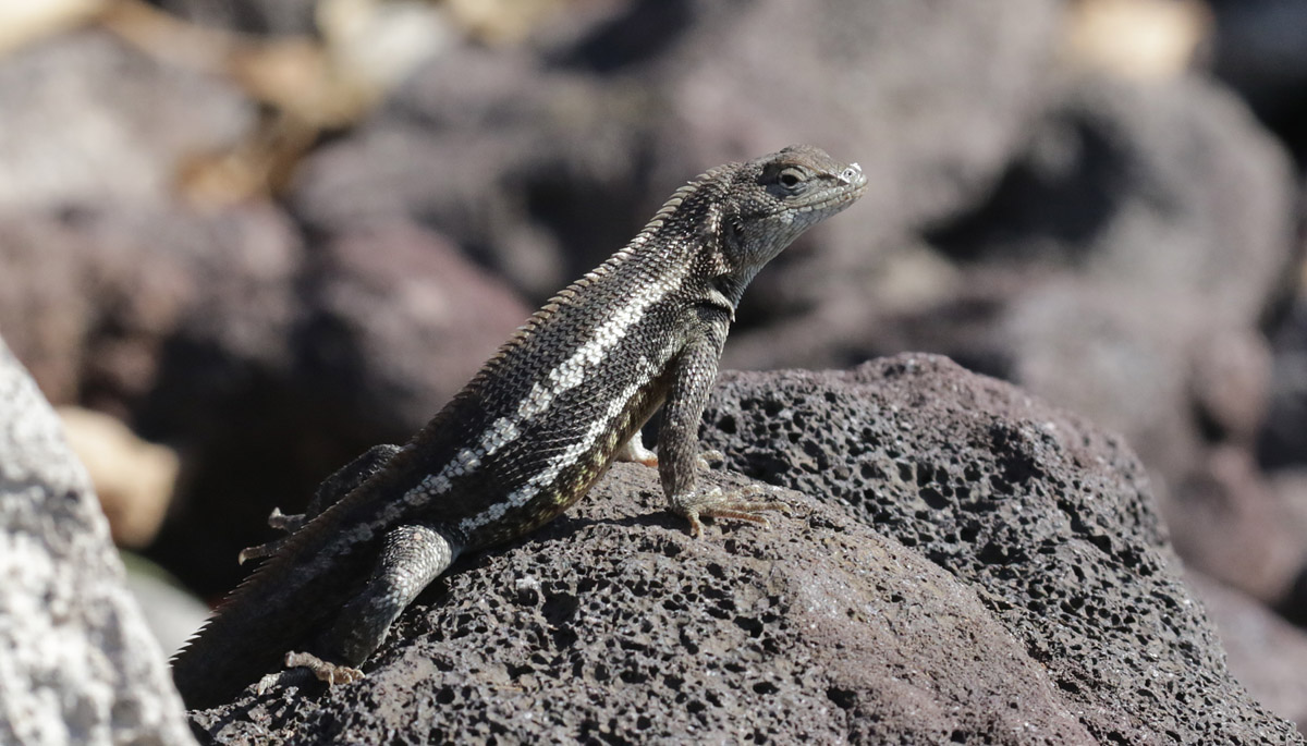 Lava Lizard